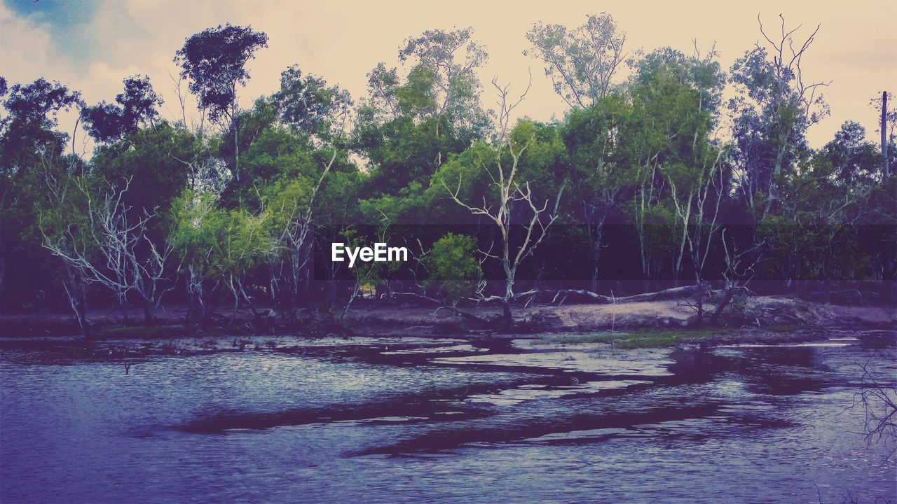 CLOSE-UP OF WATER AGAINST TREES