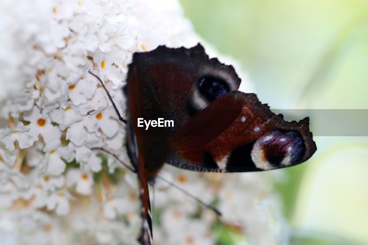 CLOSE-UP OF CATERPILLAR ON FLOWER
