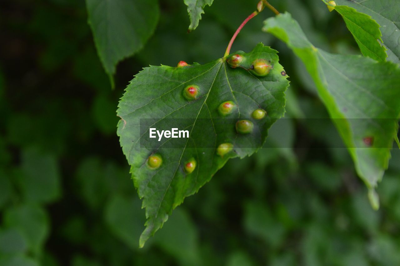 CLOSE-UP OF WET PLANT WITH WATER DROPS