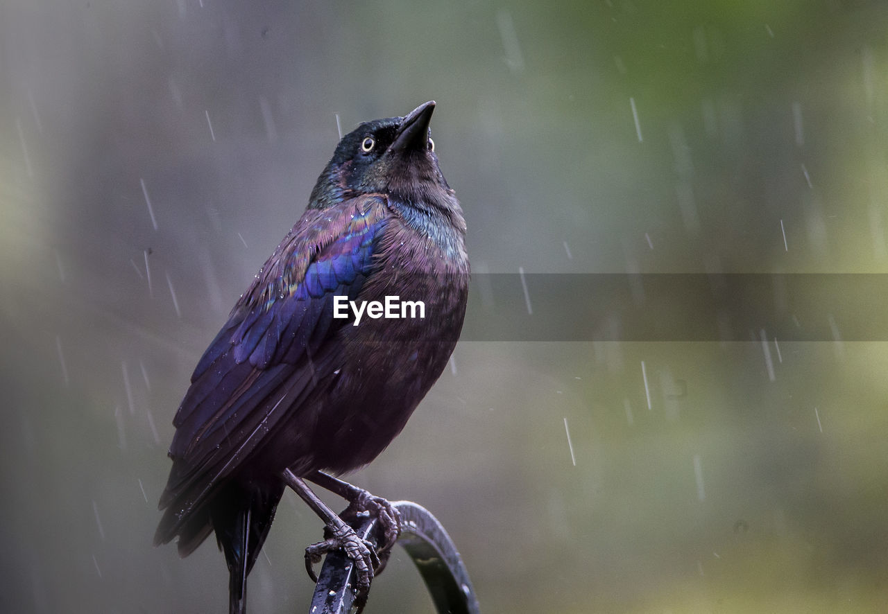 HIGH ANGLE VIEW OF BIRD PERCHING ON A WATER