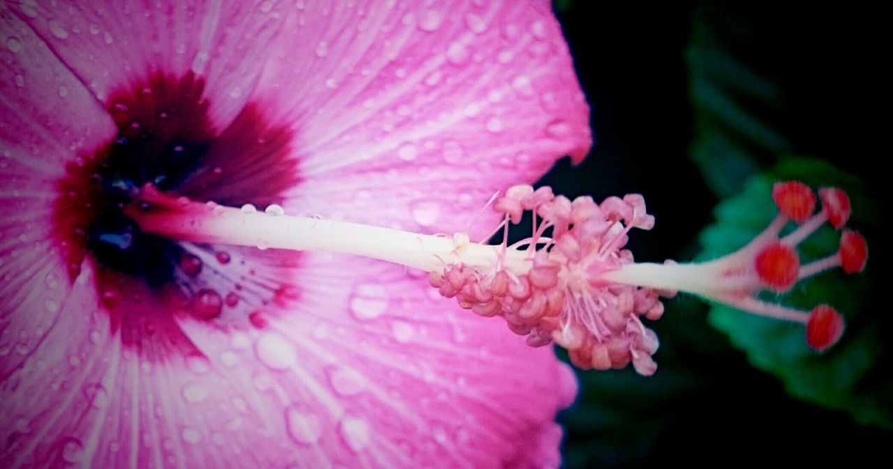 Close-up of wet pink flower blooming outdoors