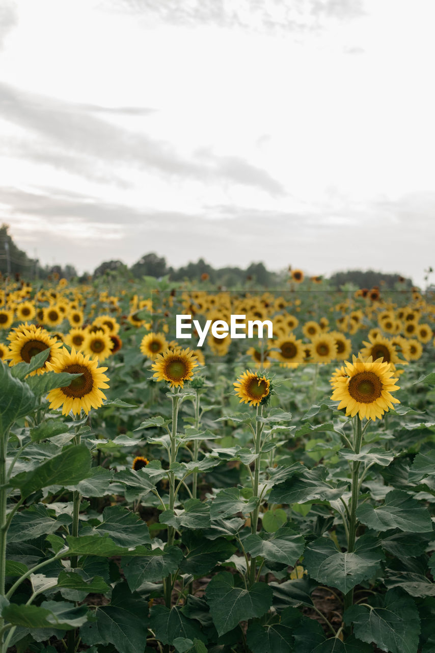VIEW OF SUNFLOWERS