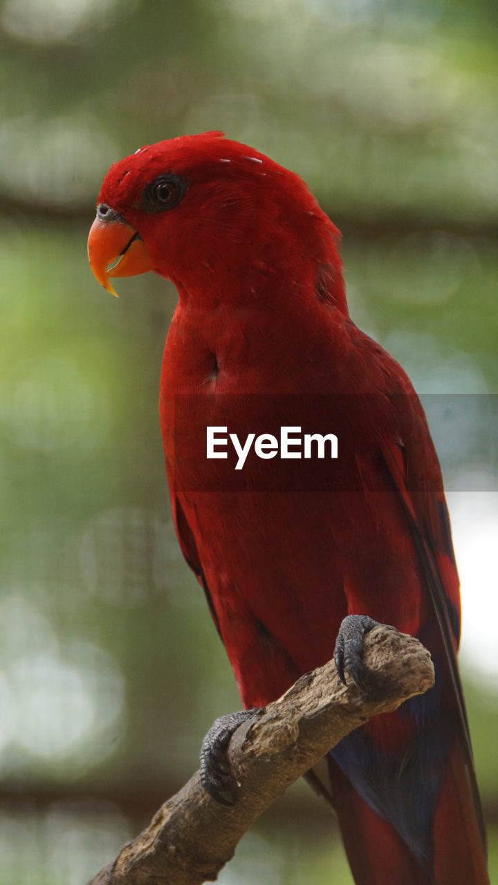 Close-up of bird perching on branch