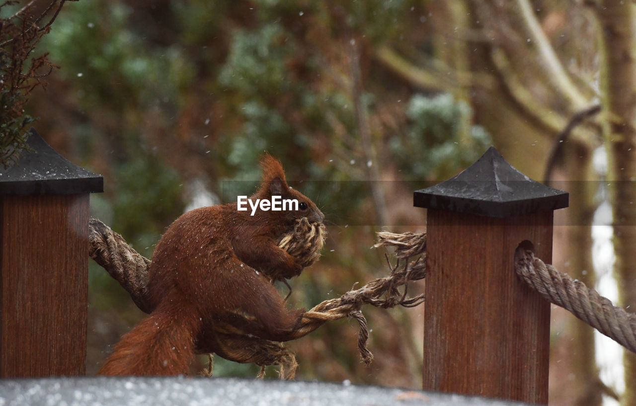 animal, animal themes, mammal, squirrel, wildlife, animal wildlife, tree, nature, one animal, no people, wood, outdoors, branch, day, plant