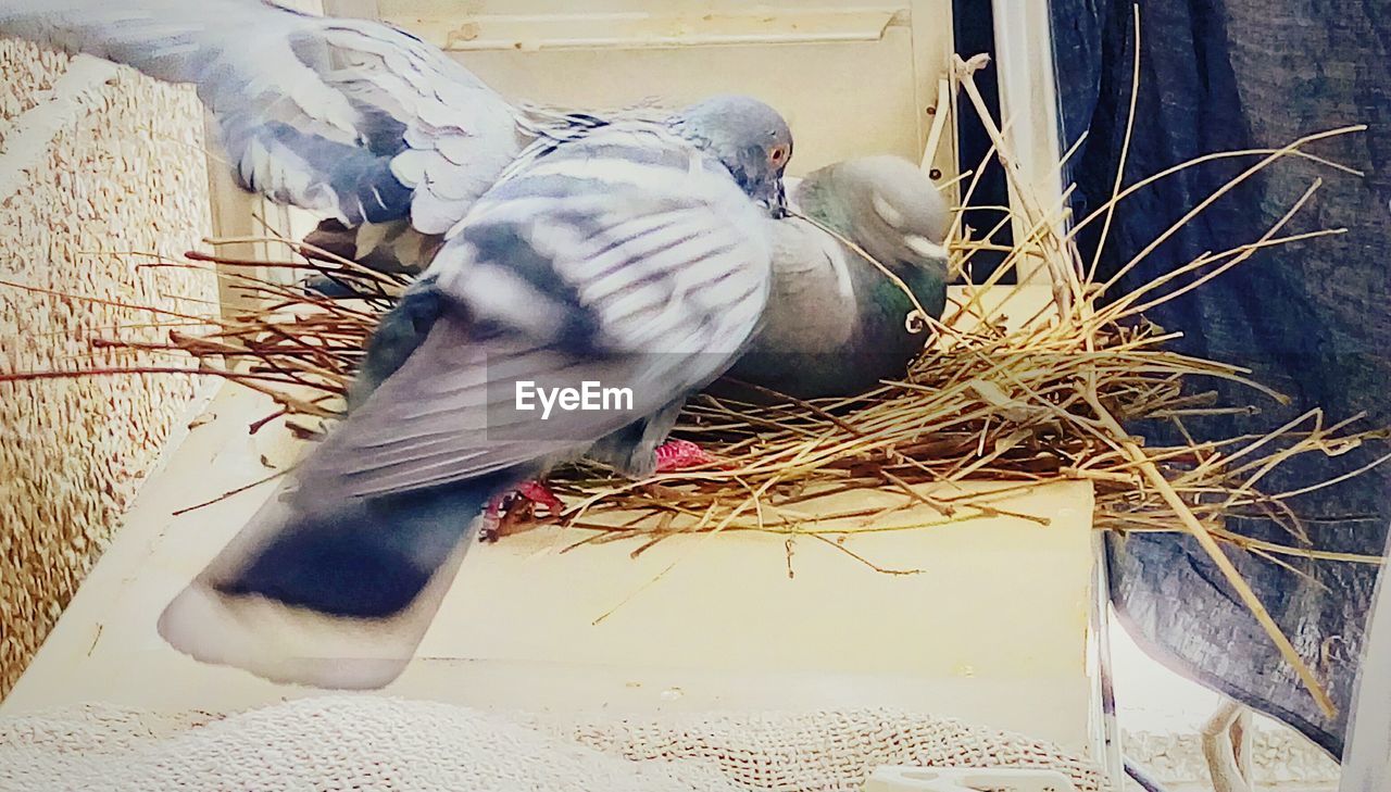 CLOSE-UP OF BIRDS IN WATER