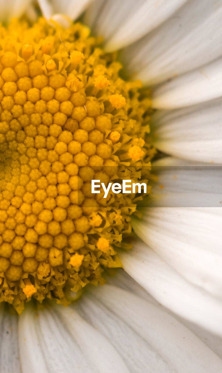 CLOSE-UP OF MARIGOLD