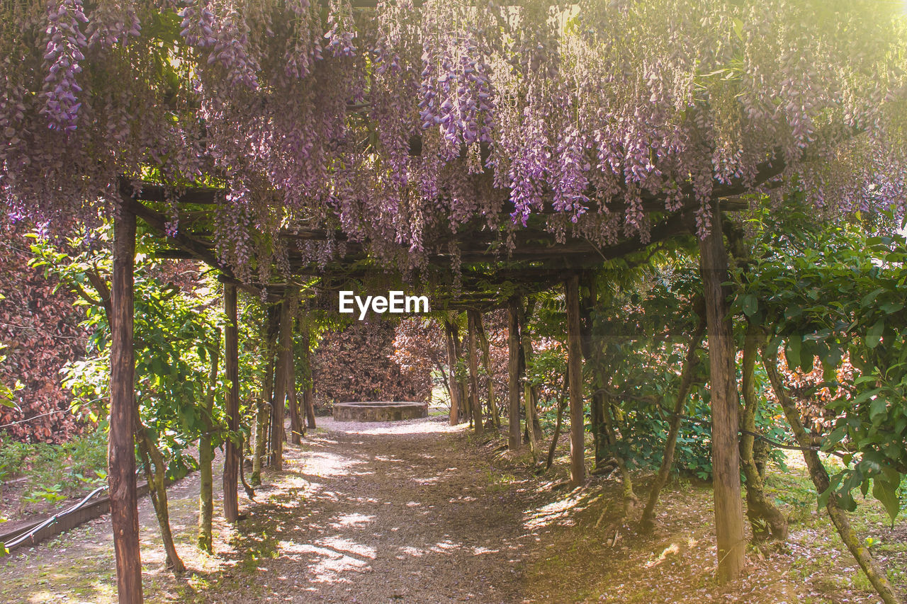 SCENIC VIEW OF FLOWERING TREES BY FOOTPATH