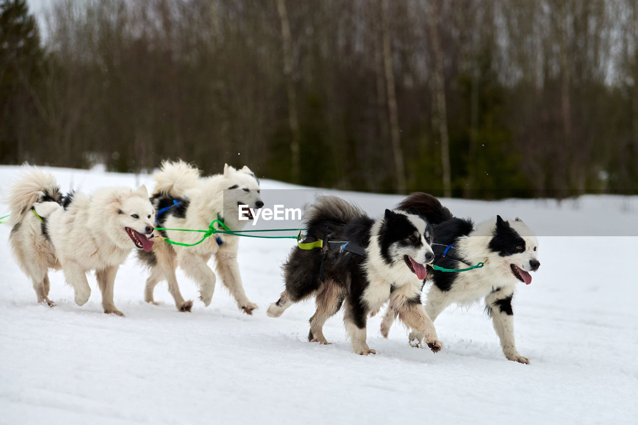 Running husky dog on sled dog racing. winter dog sport sled team competition. siberian husky dog