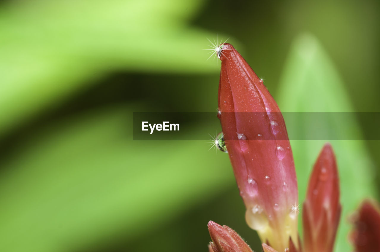 CLOSE-UP OF WET RED FLOWER ON PLANT