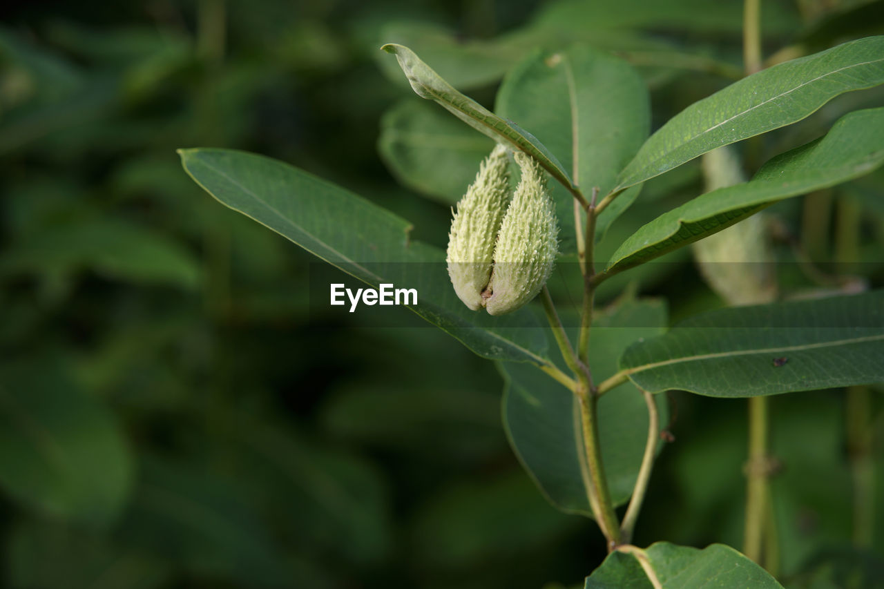 leaf, plant part, plant, green, flower, nature, close-up, growth, animal themes, shrub, no people, animal wildlife, animal, food, food and drink, focus on foreground, insect, one animal, outdoors, beauty in nature, wildlife, tree, day