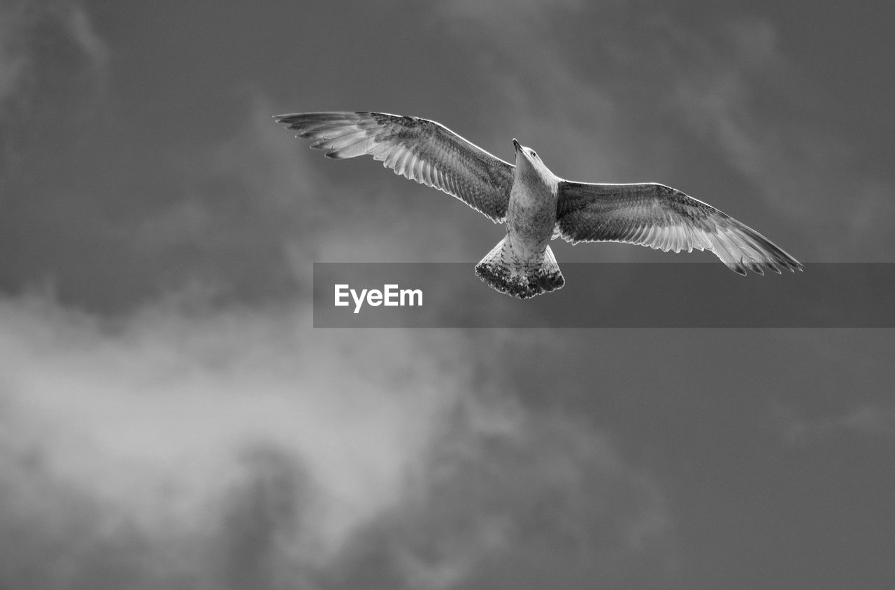 Low angle view of seagull flying against sky