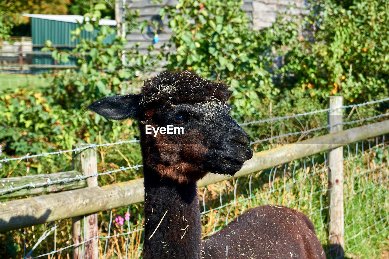 PORTRAIT OF A HORSE IN A FIELD