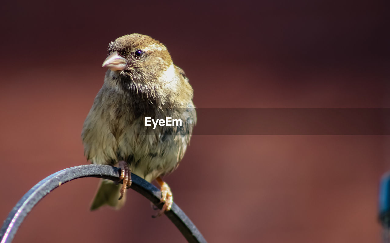 CLOSE-UP OF BIRD PERCHING ON A BLURRED BACKGROUND