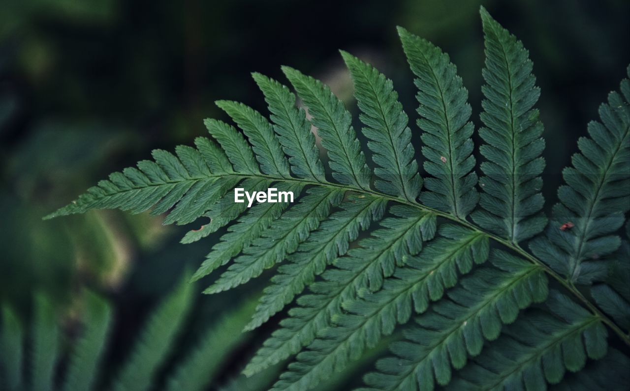 Close-up of fern leaves