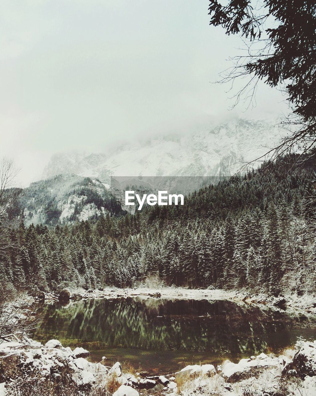 Trees growing by pond against mountain during winter