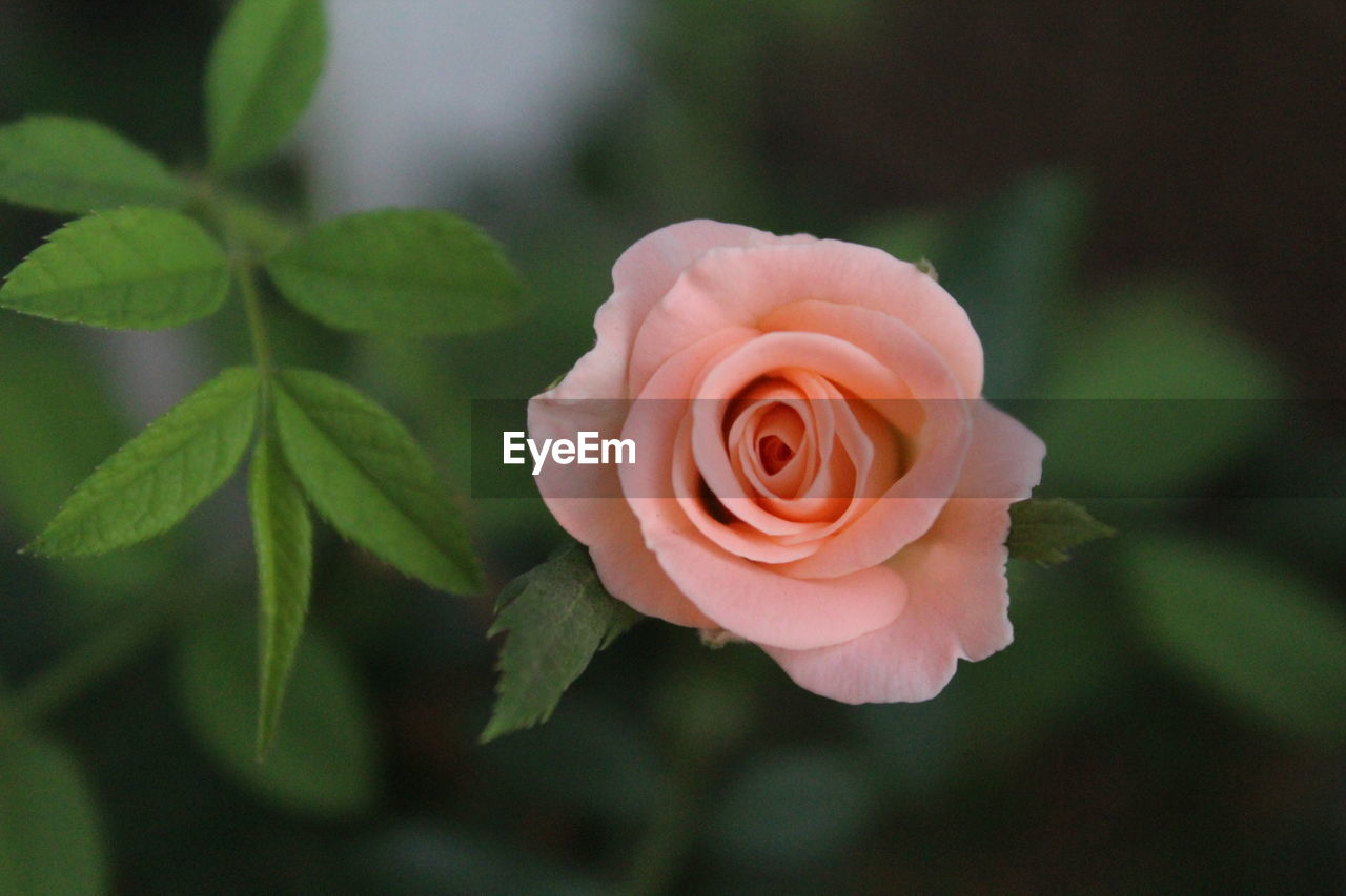 Close-up of rose blooming outdoors