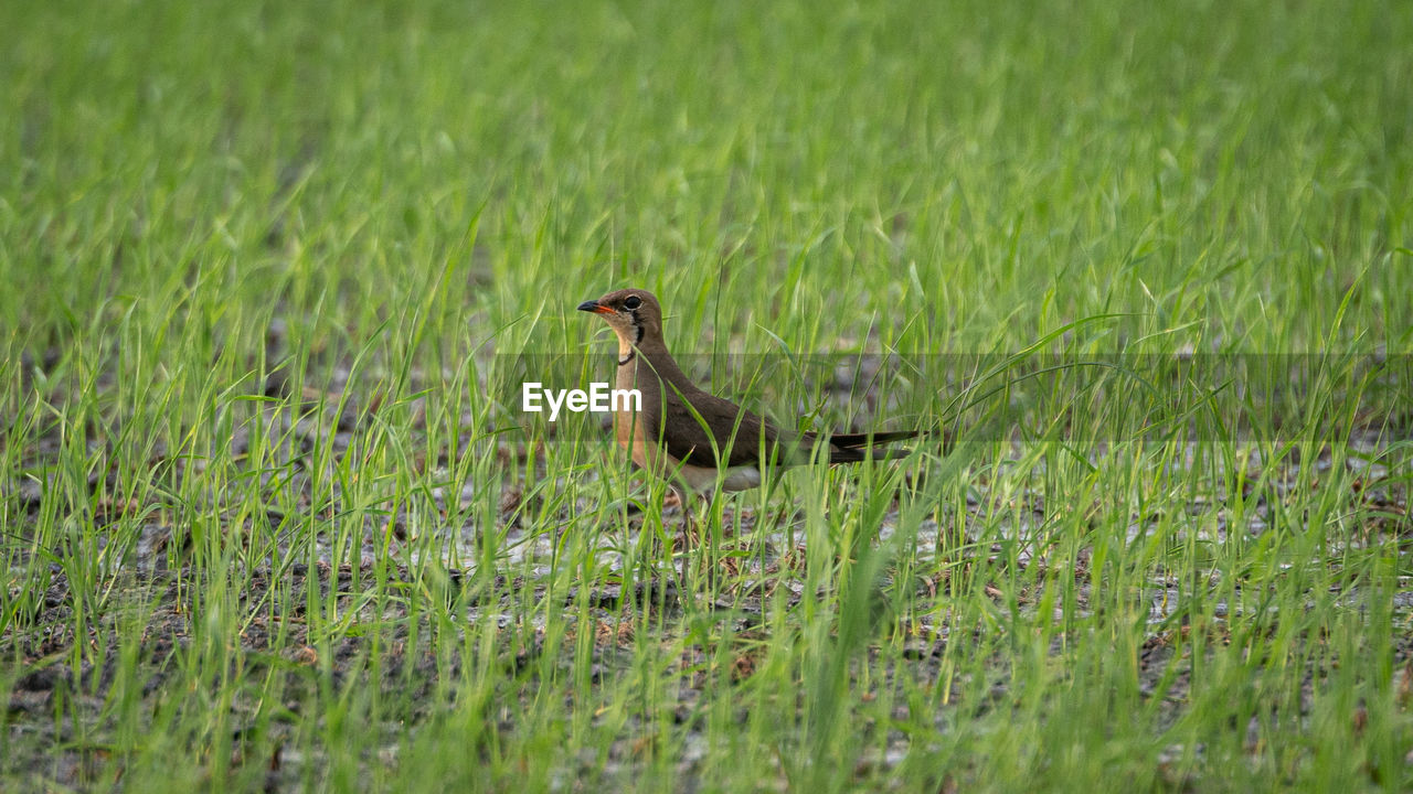 BIRD ON FIELD