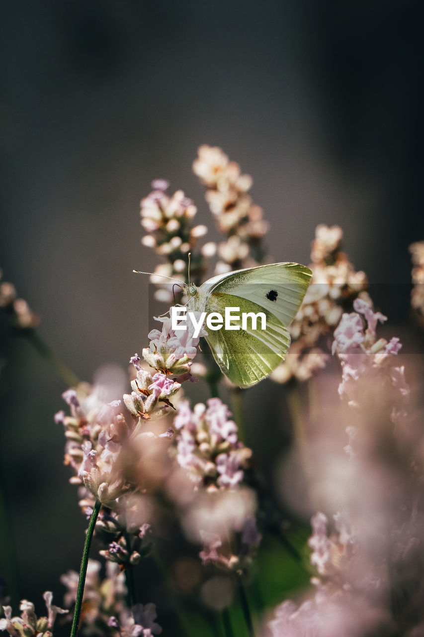 White pieris rapae sits on a plant in the wild czech nature and rests after a demanding flight