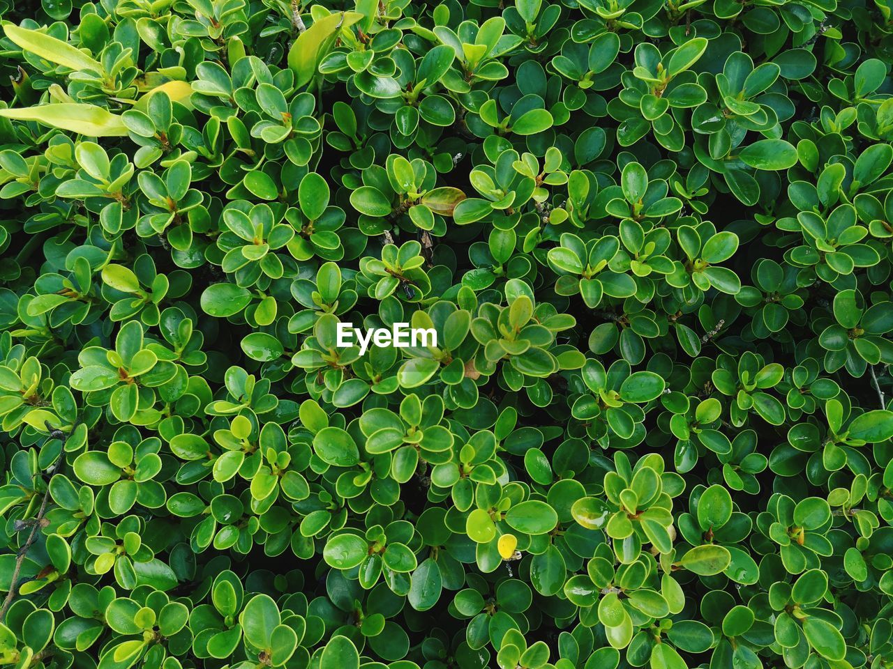 Full frame shot of plants growing on field