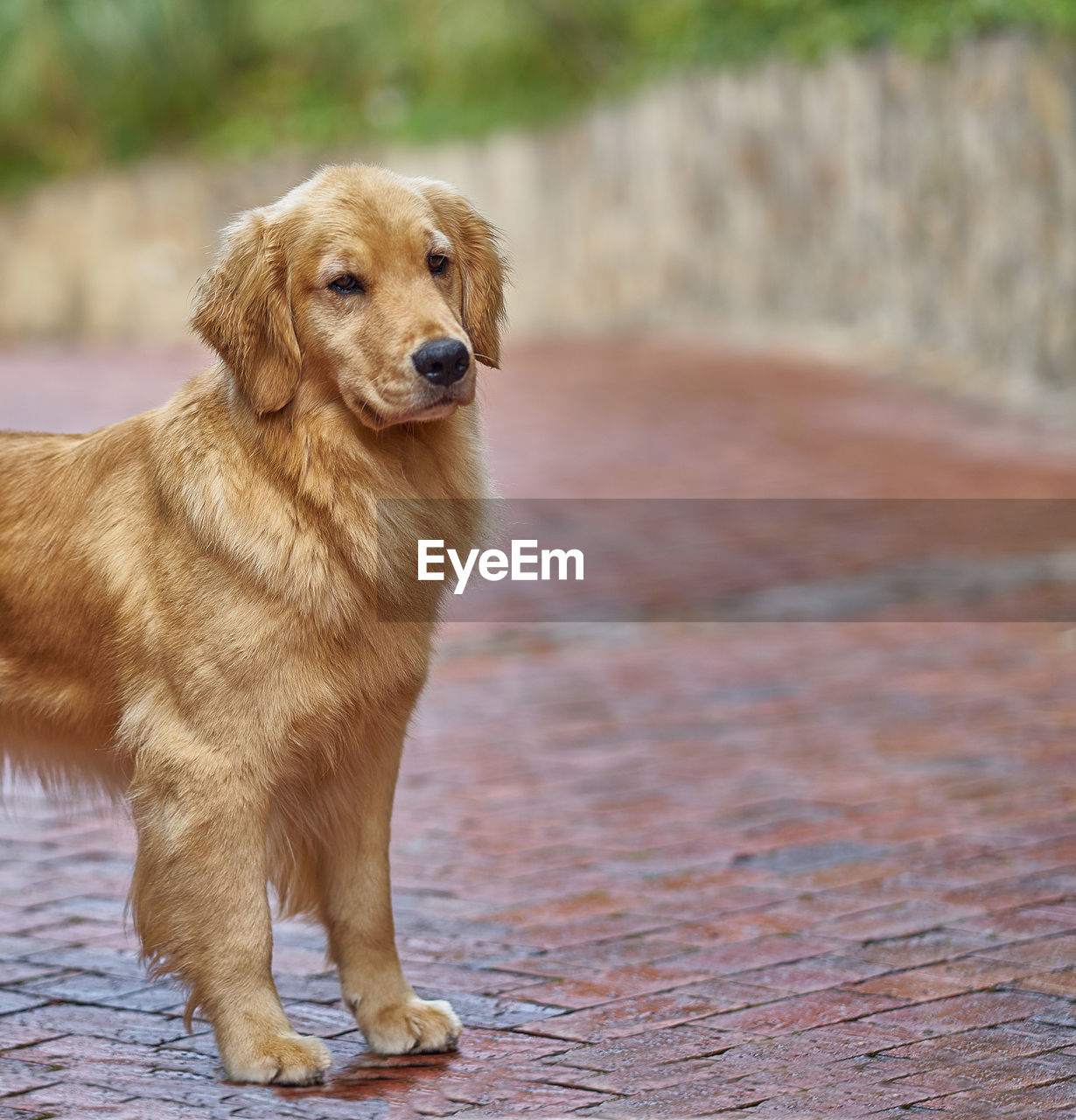 PORTRAIT OF DOG LOOKING AWAY OUTDOORS