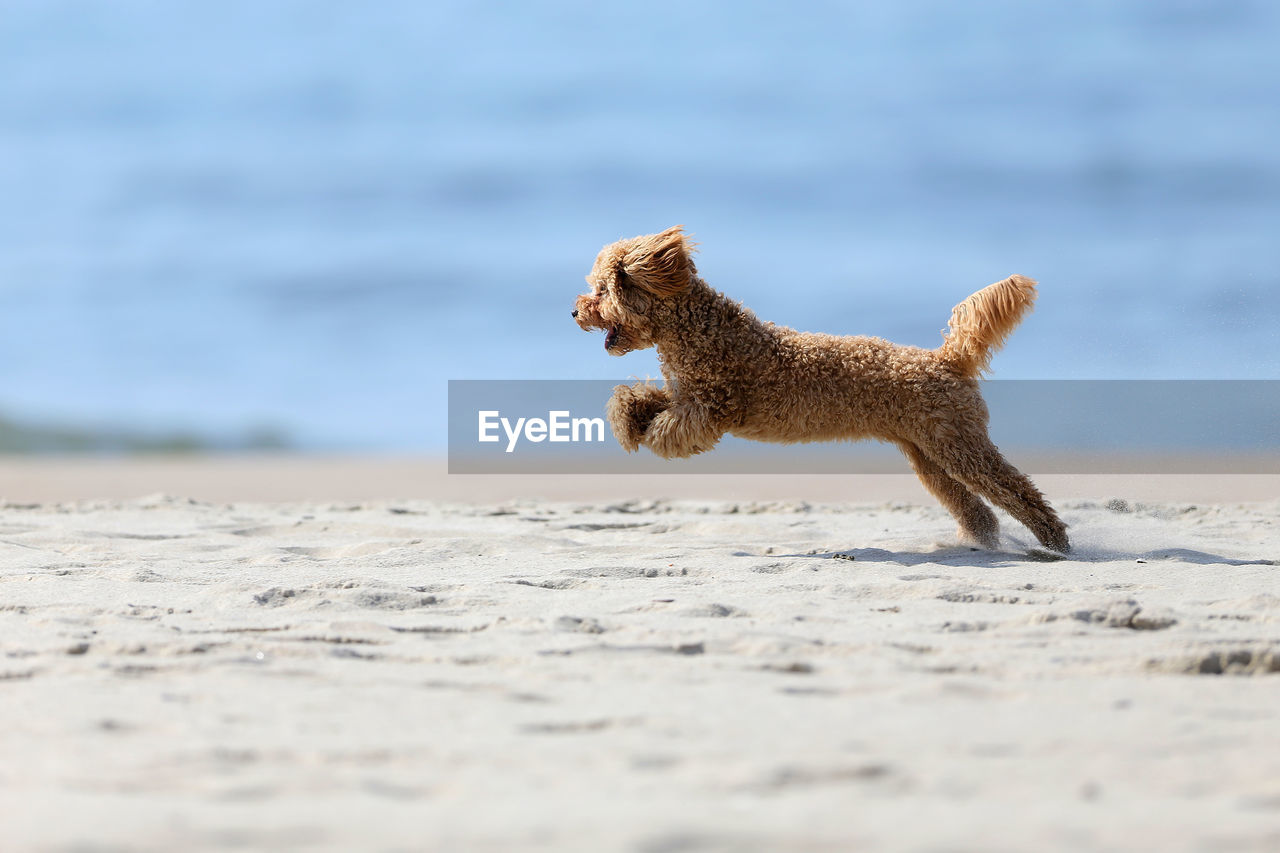 DOG RUNNING IN THE SEA