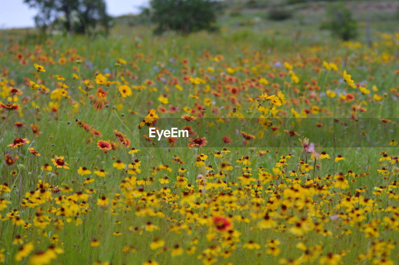 Close-up of yellow flowers growing in field