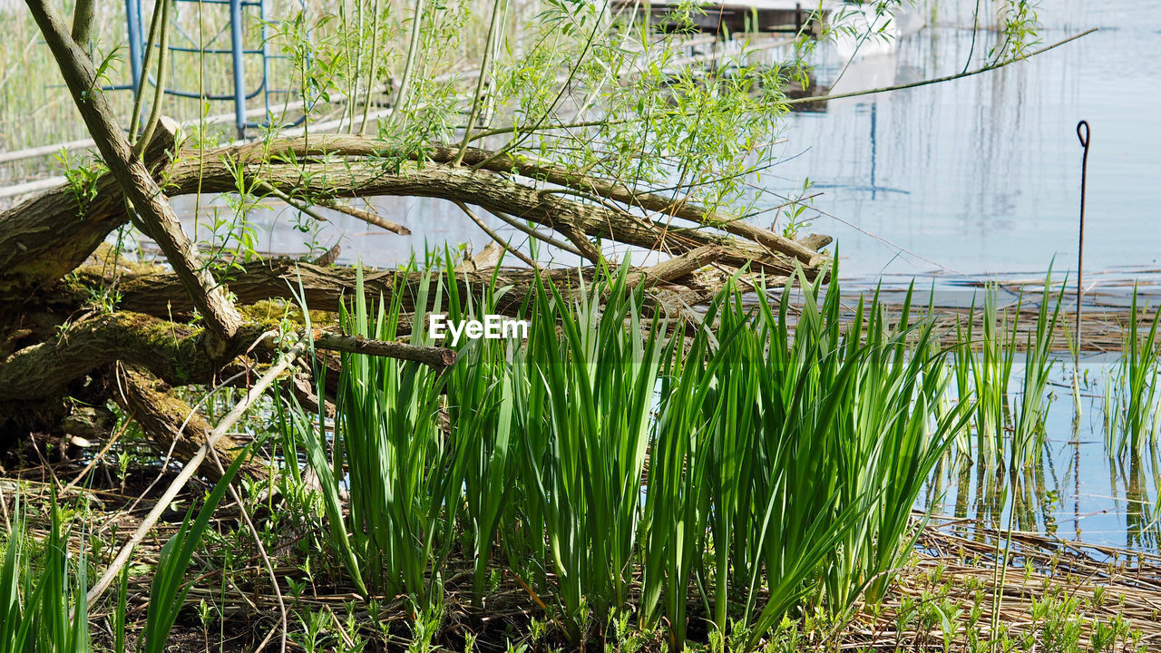 GRASS GROWING ON TREE