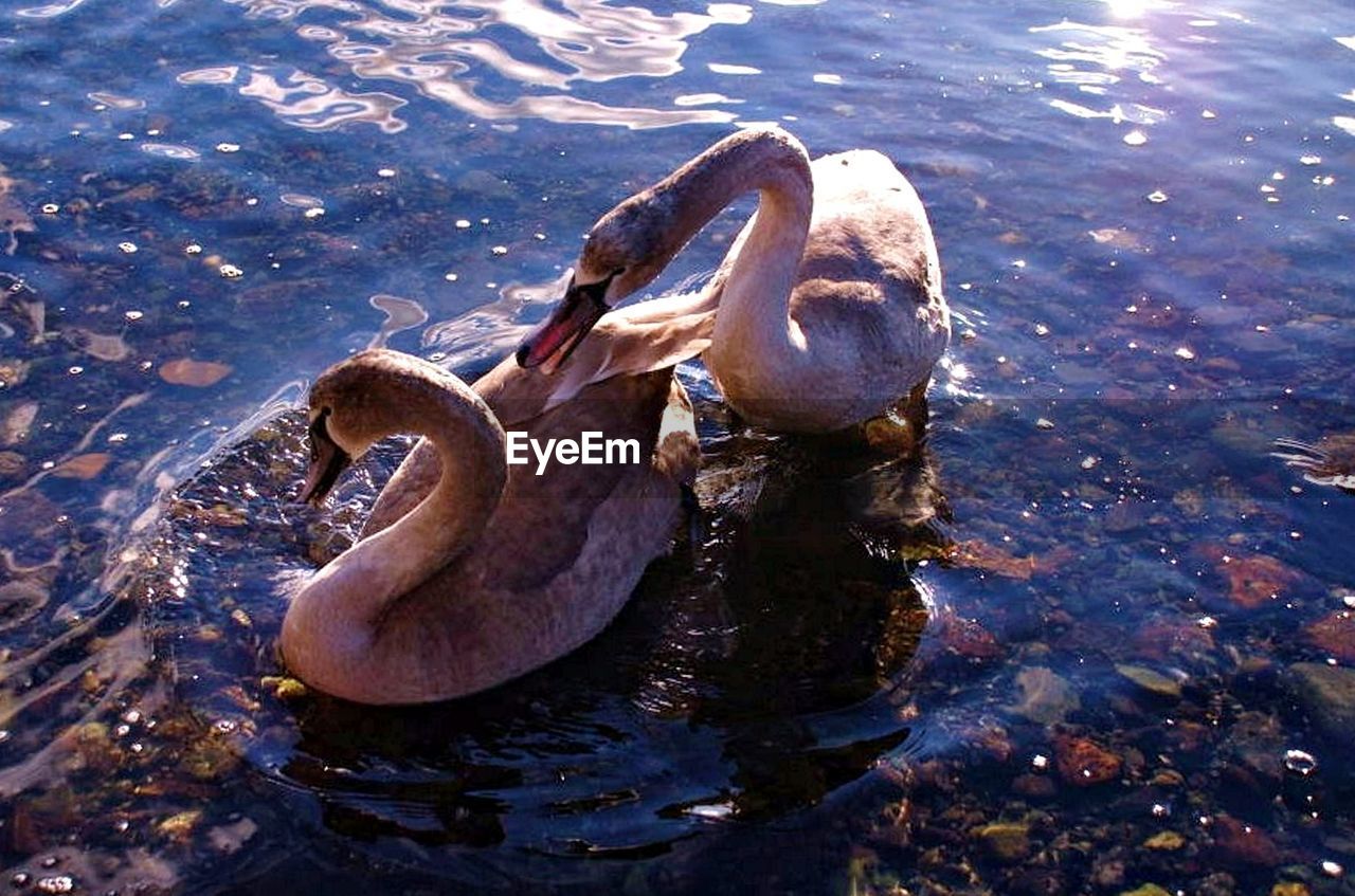 High angle view of swans in lake