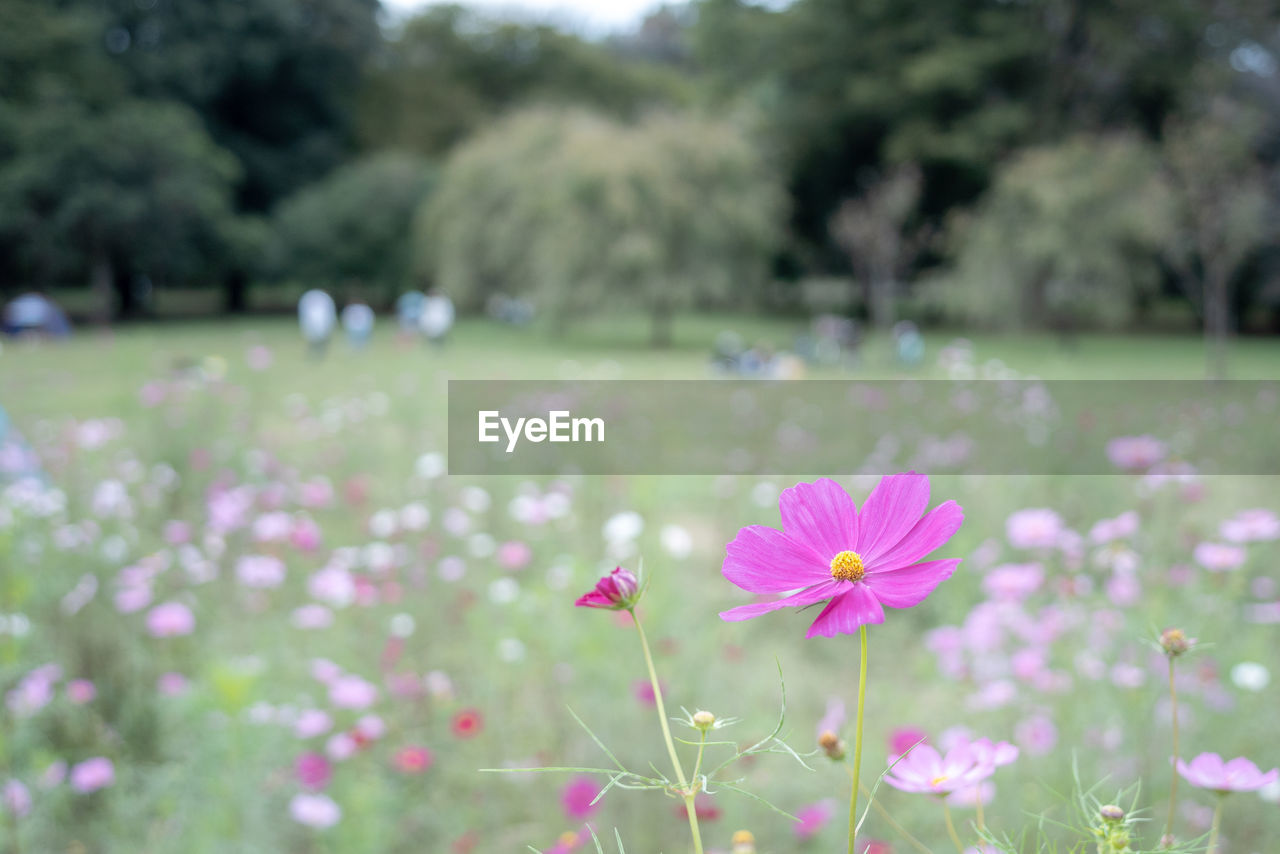 Close-up of pink cosmos flower on field