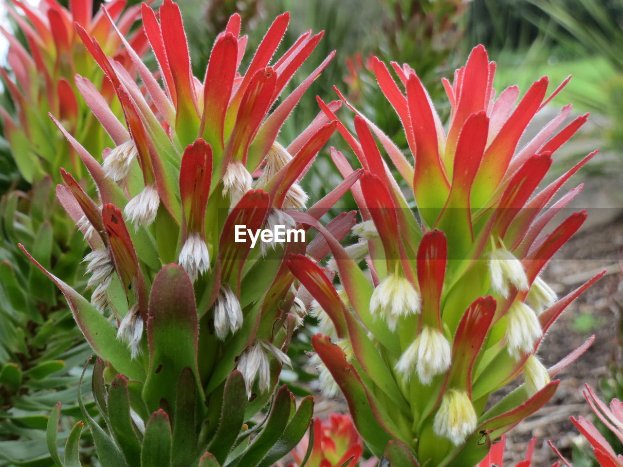 CLOSE-UP OF FRESH RED FLOWERS BLOOMING IN PLANT