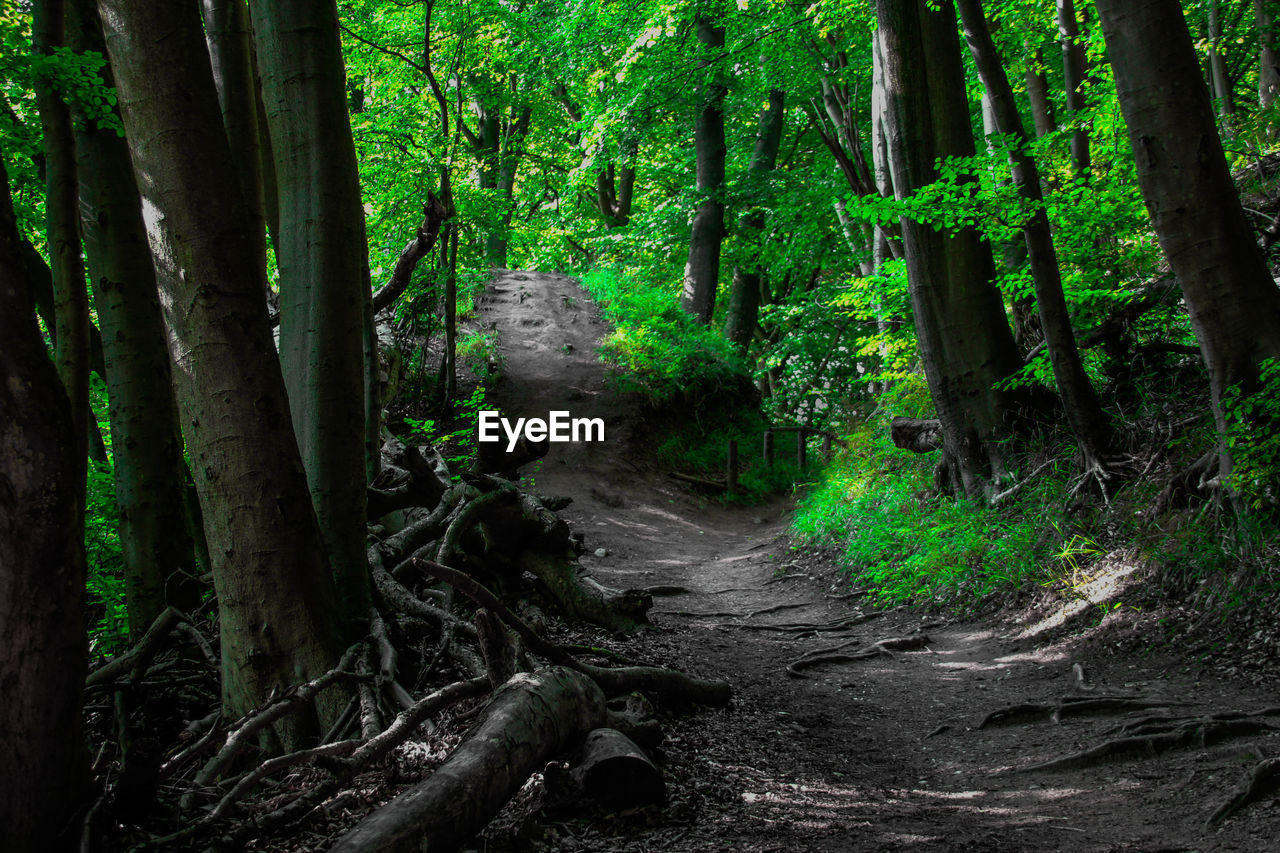 TREES GROWING IN FOREST