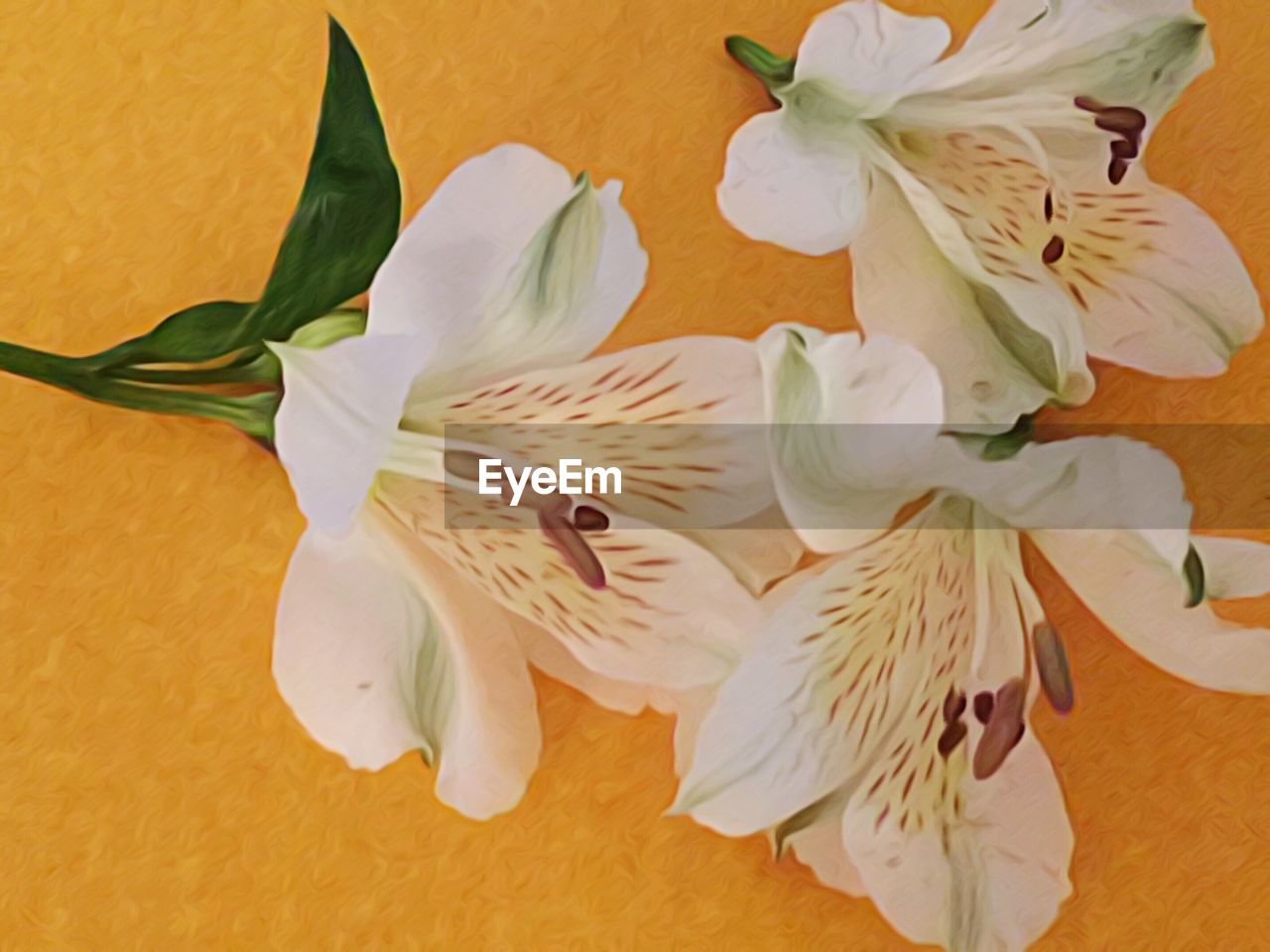 CLOSE-UP OF FLOWERS ON PLANT