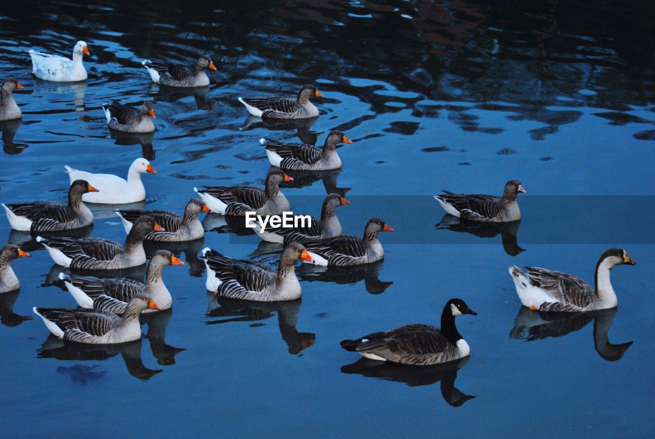 High angle view of ducks swimming in lake