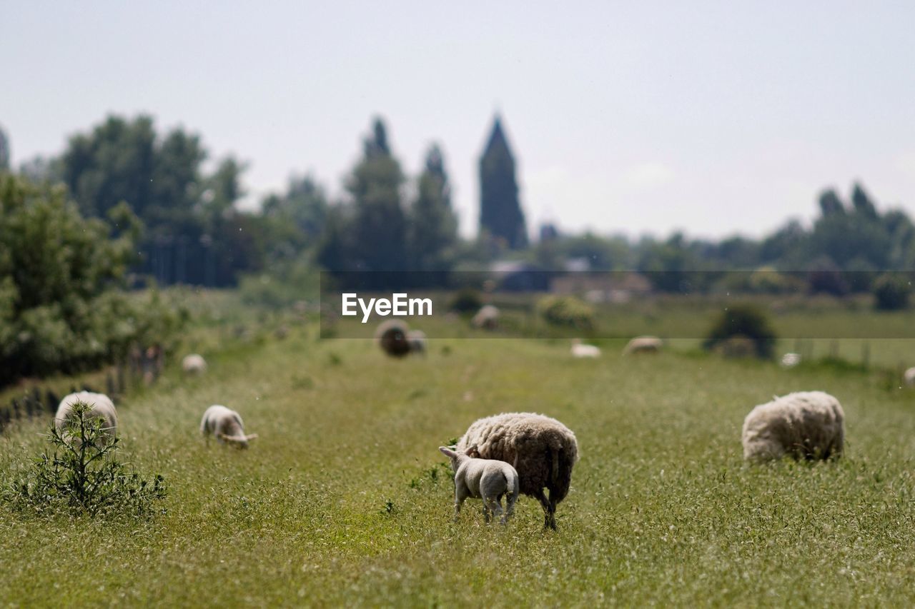 Tilt-shift image of sheep on grassy field against sky during sunny day