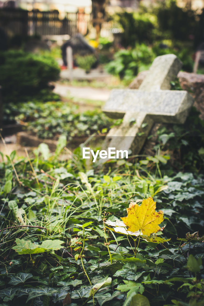 Leaves by cross at cemetery