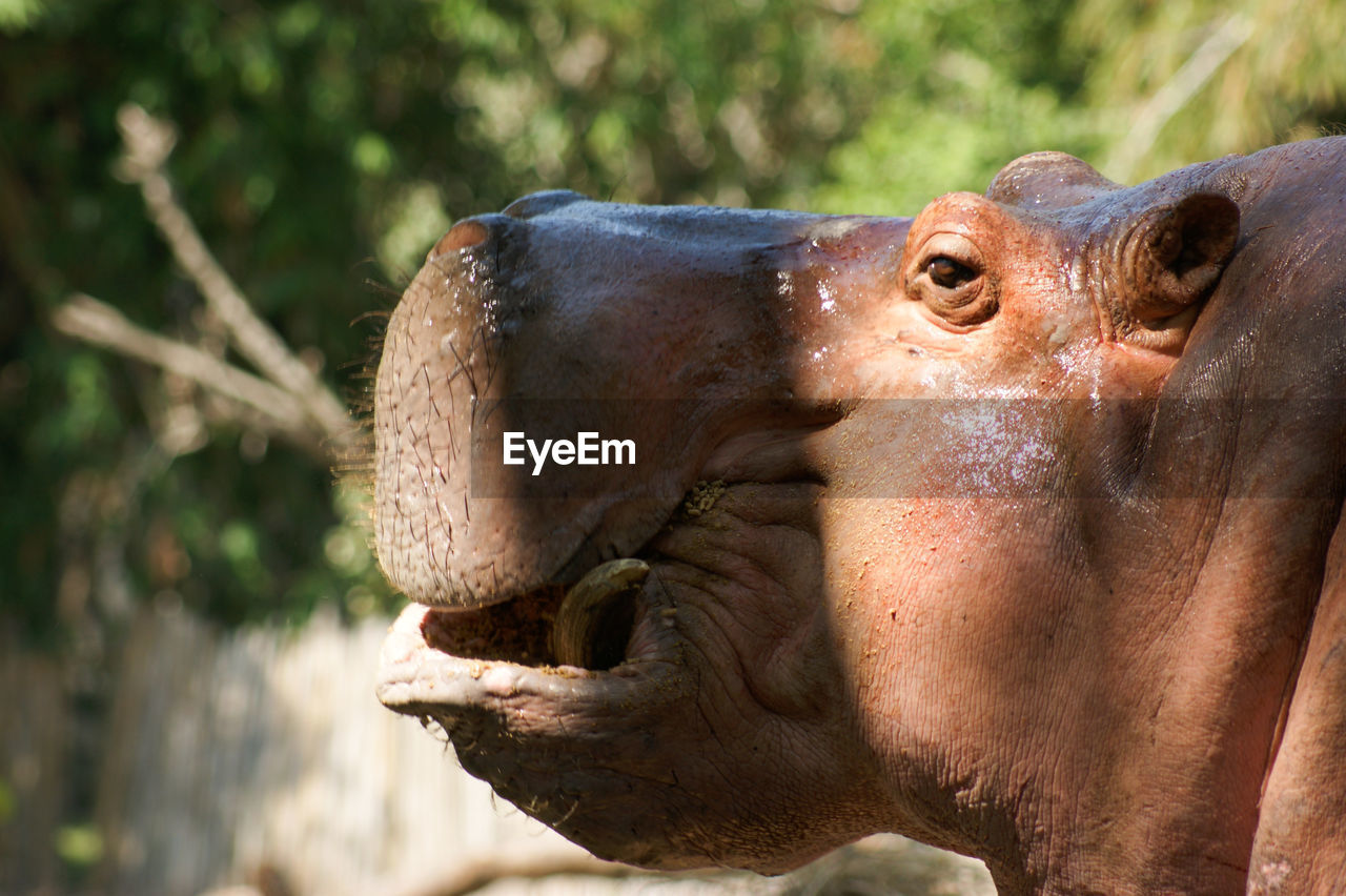 Close-up of hippopotamus