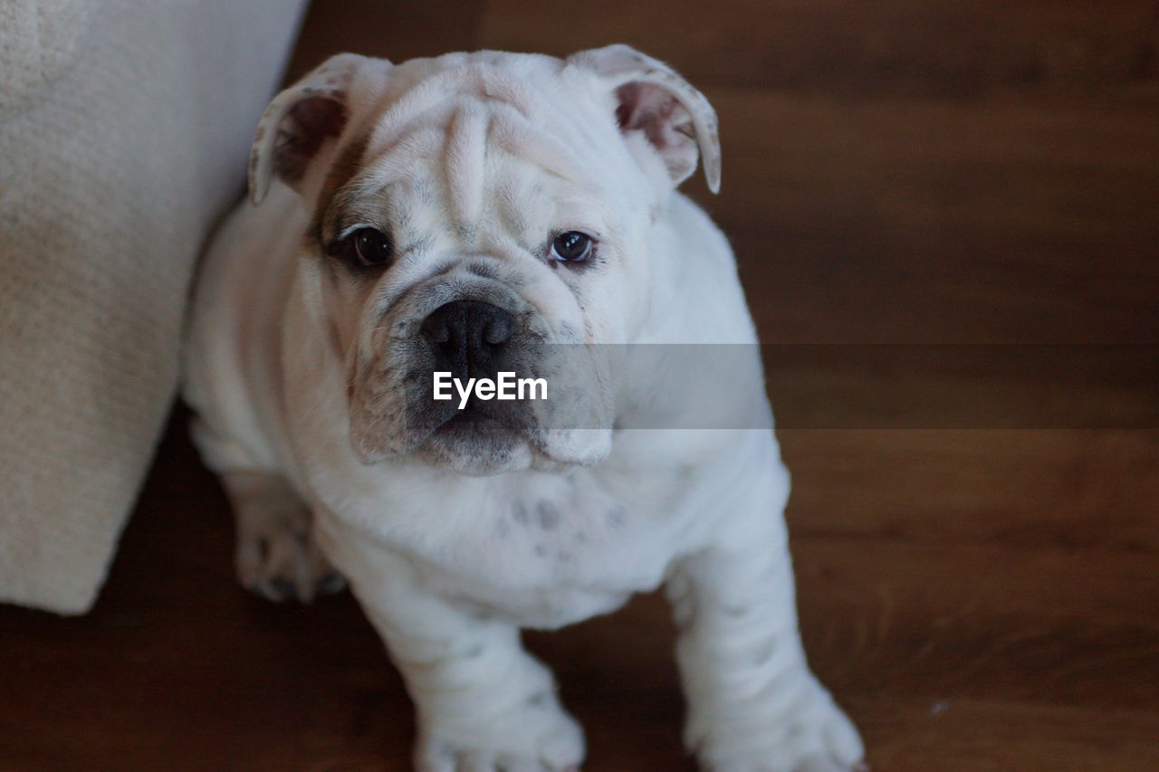 CLOSE-UP PORTRAIT OF PUG