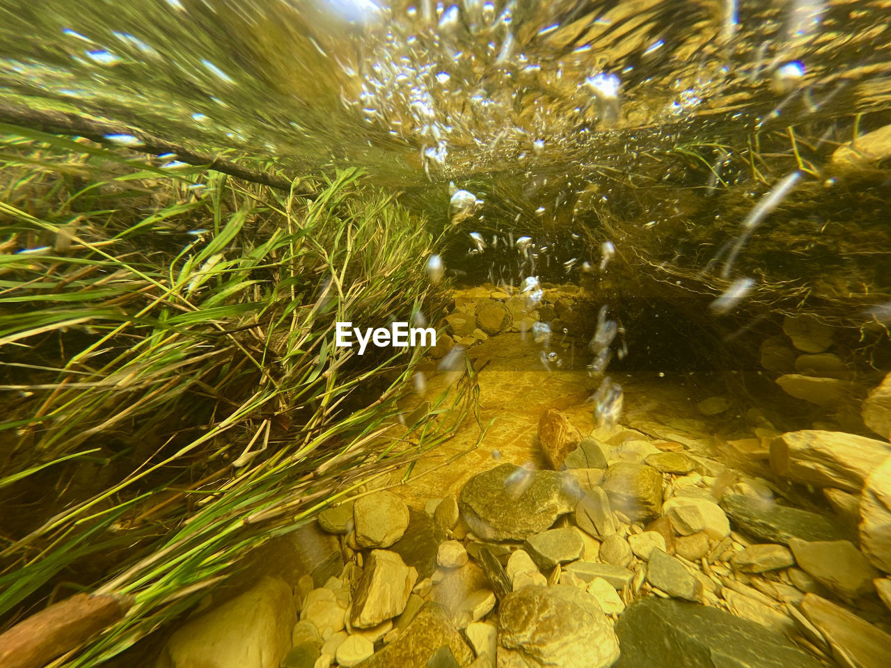 HIGH ANGLE VIEW OF PLANTS GROWING IN WATER