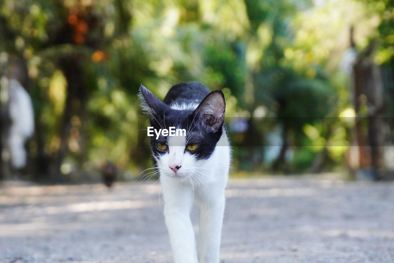 pet, cat, animal themes, animal, mammal, one animal, domestic animals, domestic cat, feline, portrait, looking at camera, small to medium-sized cats, whiskers, felidae, focus on foreground, no people, day, street, cute, nature, outdoors, animal body part, front view, eye, carnivore, city