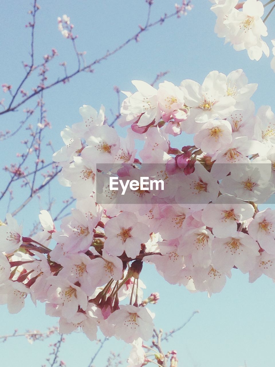 LOW ANGLE VIEW OF WHITE FLOWERS BLOOMING ON TREE