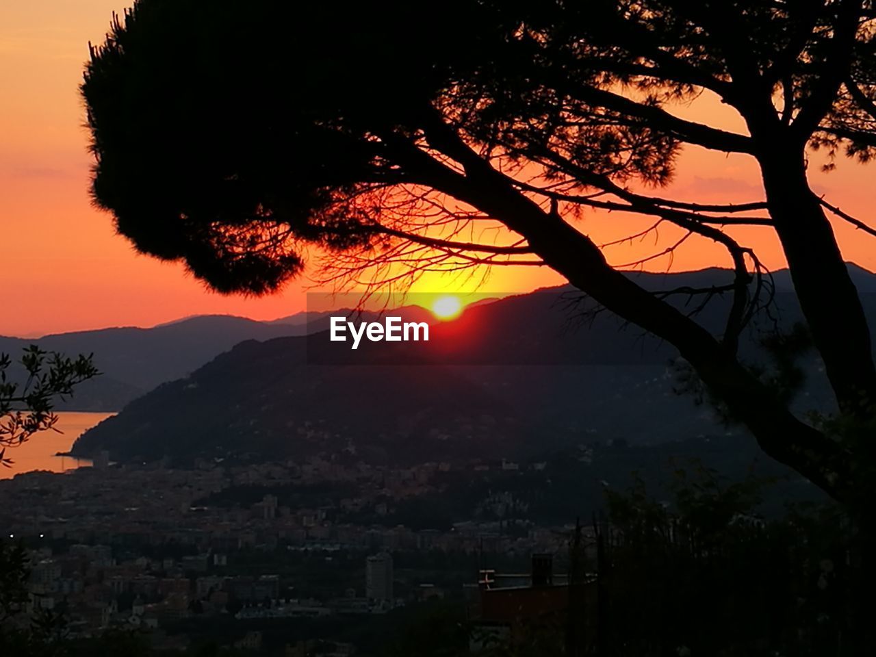 SILHOUETTE TREE AGAINST ORANGE SKY