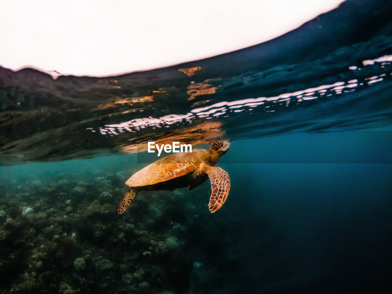 Close-up of turtle swimming in sea