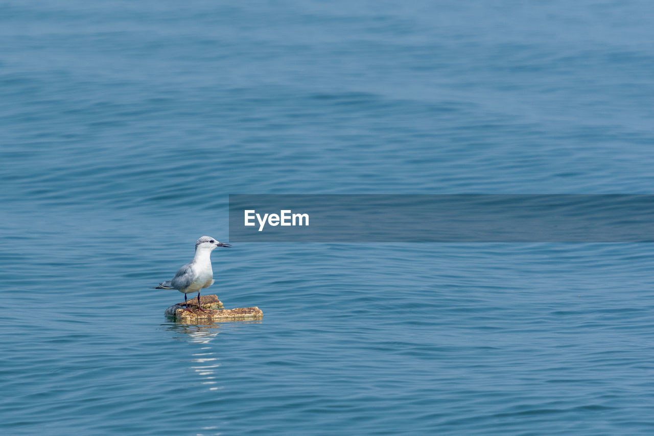 SEAGULLS ON SEA