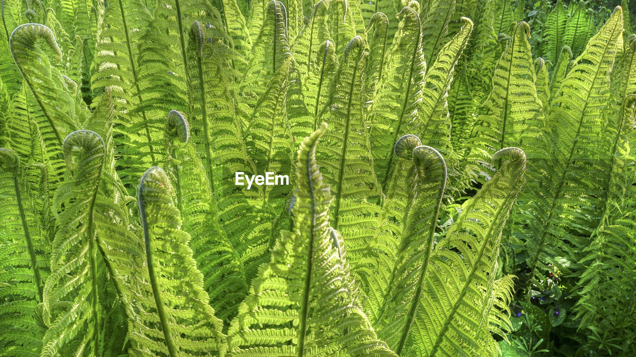 Full frame shot of fresh green plants