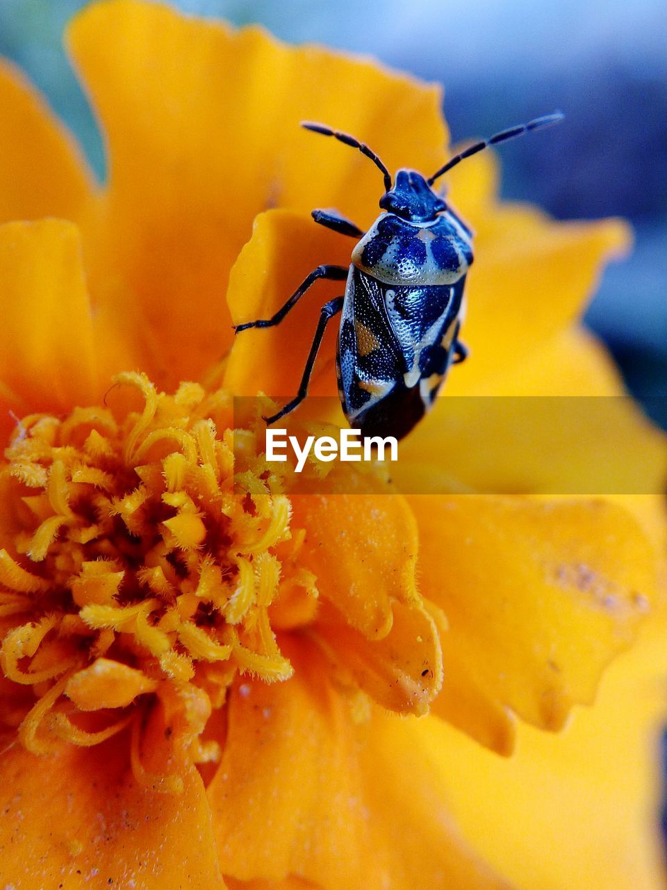 Close-up of insect on yellow flower