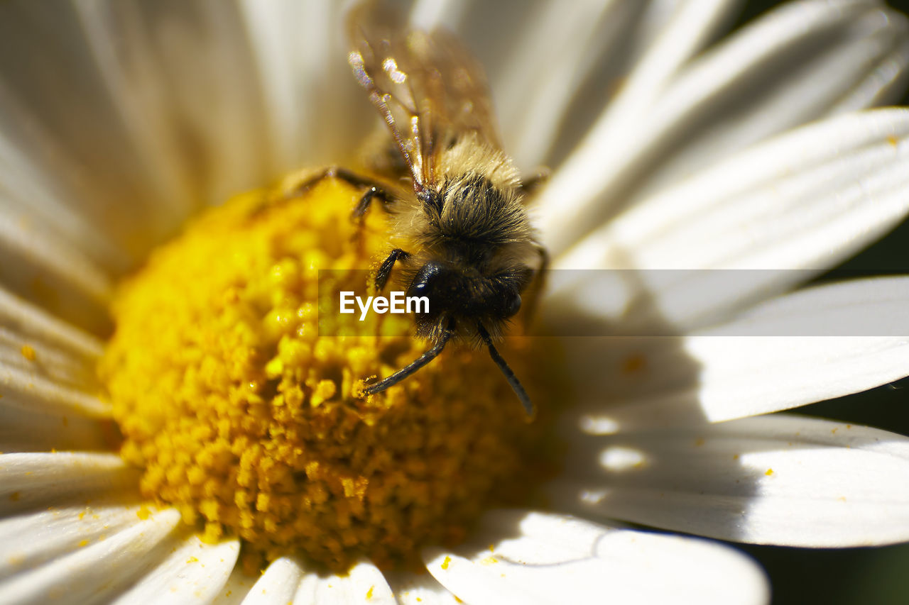 BEE ON YELLOW FLOWER