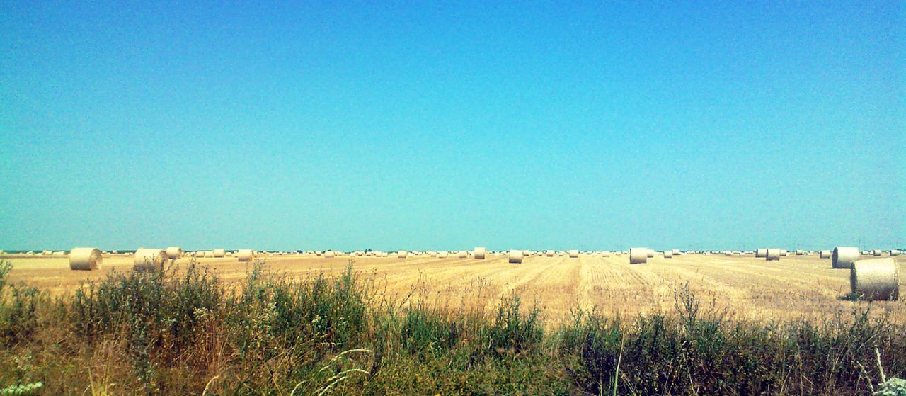 AGRICULTURAL FIELD AGAINST CLEAR BLUE SKY