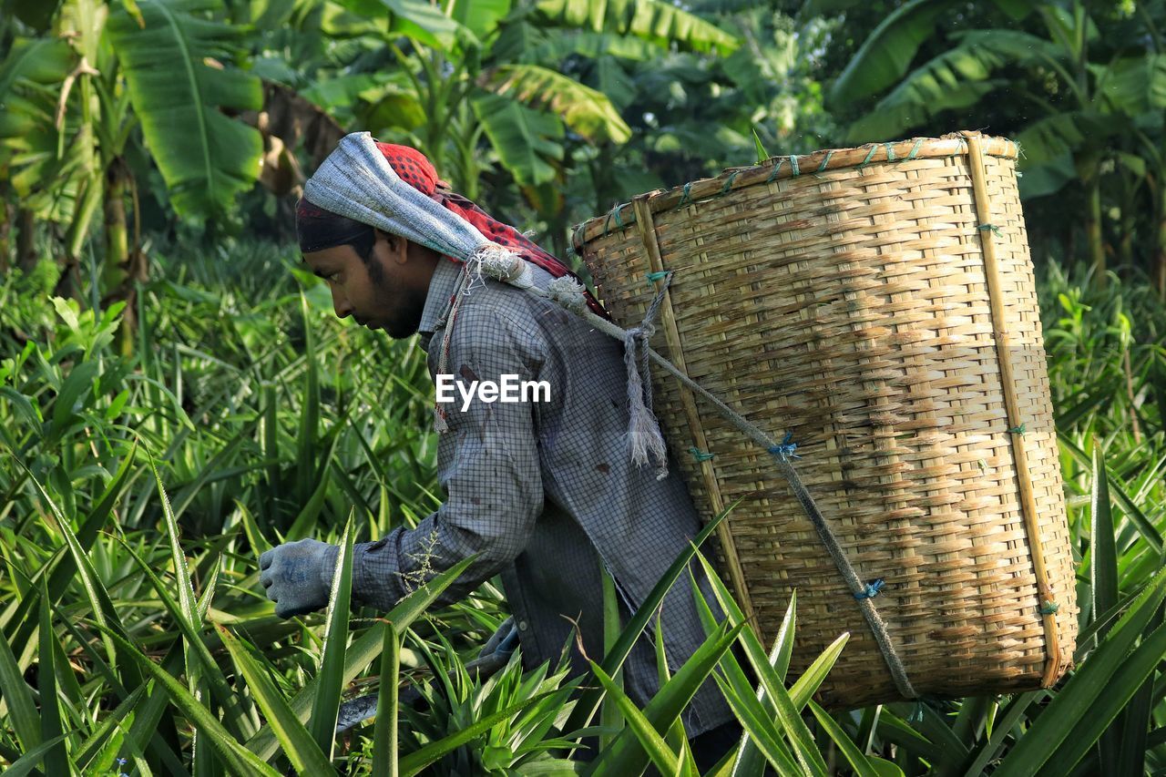 Pineapple field worker working in morning time with a basket attached on the back