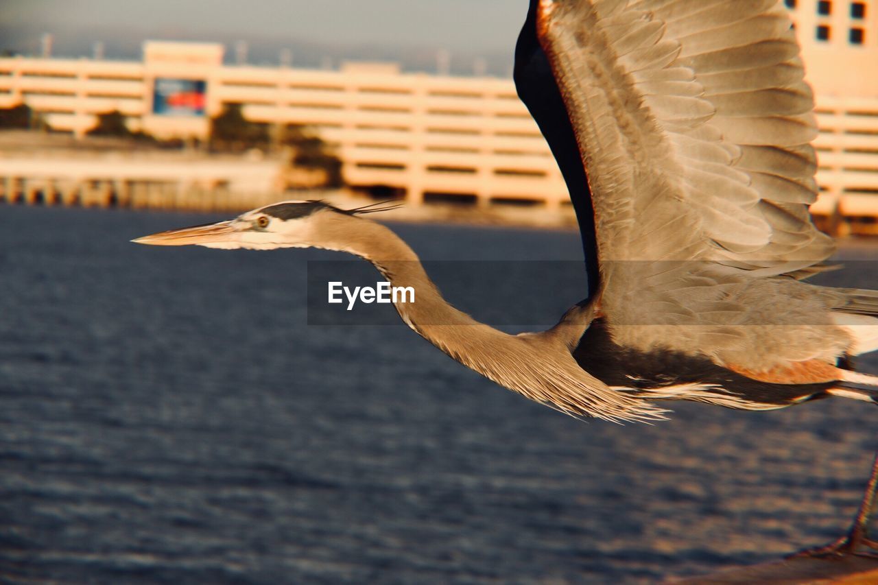 CLOSE-UP OF SEAGULL FLYING AGAINST LAKE