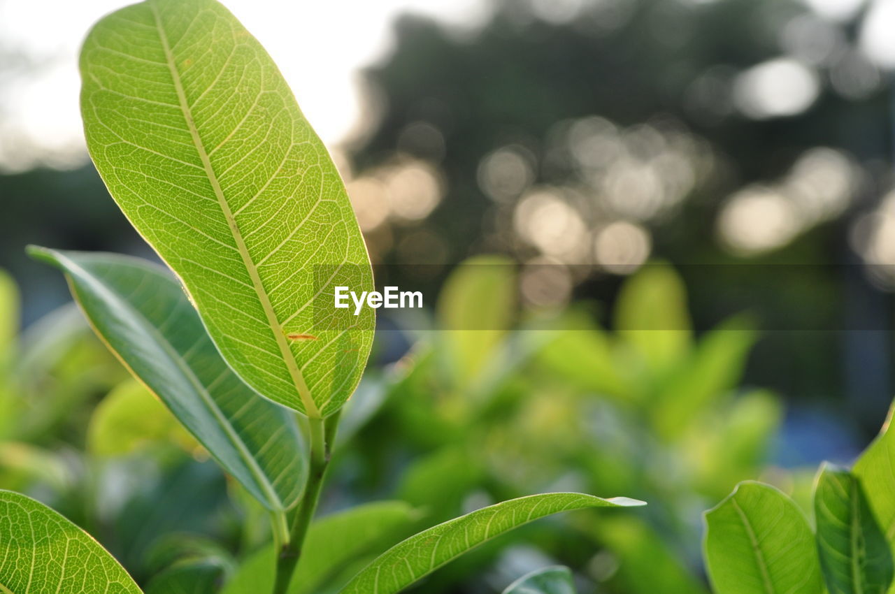 CLOSE-UP OF PLANT LEAVES